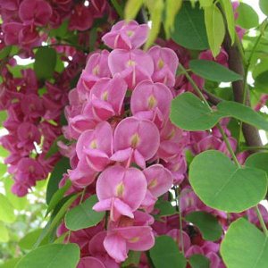 ROBINIA MARGARETTA CASQUE ROUGE - Valse acacia - stamomtrek 8-10 cm blote wortel