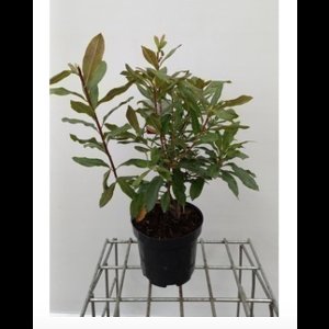 Azalea mollis (wit) - Tuinazalea 40- 50 cm in pot