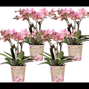Kolibri Orchids | COMBI DEAL van 4 Phalaenopsis orchideeën - Treviso - potmaat Ø12cm | bloeiende kamerplant - vers van de kweker