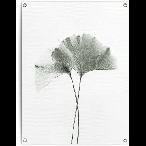 Tuinposter Ginkgo Blad - 80 x 60 - Canvas - REINDERS