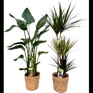Strelitzia Nicolai & Dracena Carnaval with Natural Basket, pot maat Ø21, 110-120cm hoogte, siermand, air purifying, kamerplanten, Inclusief mand, easy to care for, echte planten, geweldig cadeau-idee, great gift idea