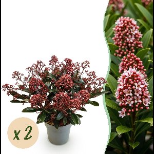 Green boutiQ - Terrasplant - Skimmia japonica Rubella - Bloem Rood - 15+ Bloemen - 2 Planten - Winterhard - Pot 15cm Hoogte 30cm