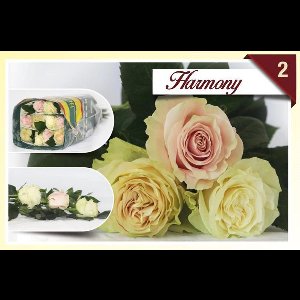 24x Rosa mix/bos hoja verde triett harmony 50cm