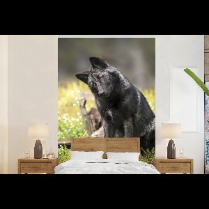 Behang - Fotobehang Wolf - Zwart - Gras - Breedte 160 cm x hoogte 240 cm