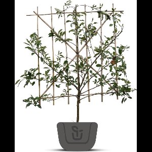 Appelboom - Malus domestica Yellow Transparent | Halfstam leivorm