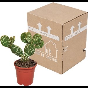 Opuntia microdasys 17 cm