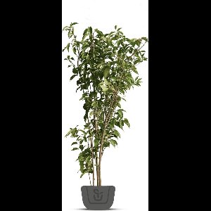 Meerstammige sierkers | Prunus serrulata Amanogawa | Hoogte: 160-180 cm
