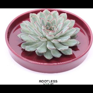 ROOTLESS Echeveria groen – vetplant - bordeaux rood pot 20 cm - ZERO water
