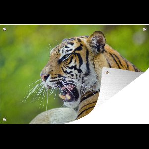 Tuindecoratie Tijger - Natuur - Kop - 60x40 cm - Tuinposter - Tuindoek - Buitenposter