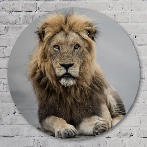 Muurcirkel ⌀ 40 cm - Muurcirkel Leo - Aluminium Dibond - Dieren - Rond Schilderij - Wandcirkel - Wanddecoratie