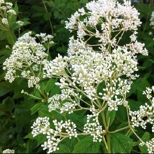 3 x Eupatorium Maculatum 'Album' - Koninginnekruid pot 9x9cm