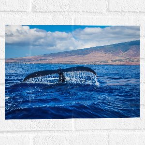 WallClassics - Muursticker - Walvis Staart in de Zee - 40x30 cm Foto op Muursticker