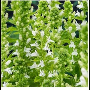 Moerings Lobelia Syphilitica Alba | Waterlobelia | In 9CM pot