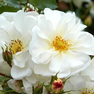 1x Rosa 'Diamant'  - KORDES - Kordes Rigo-roos - Plant-o-fix C2