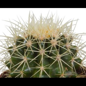 Bolcactus mix 8.5 cm in terracotta pot | 3 stuks