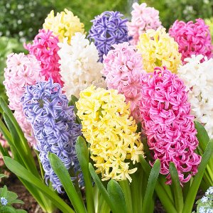 Hyacint Bloembollen Winterhard - Hyacinthus - Pastel Mix - 15 stuks - Meerkleurig - Bloem bollen Mix Meerjarig