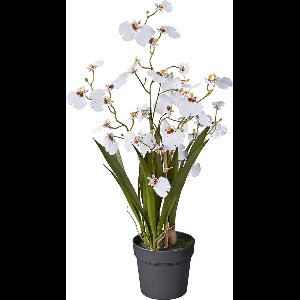 Kunstplant wilde Orchidee 2-tak wit H65cm - HTT Decorations kunstplanten
