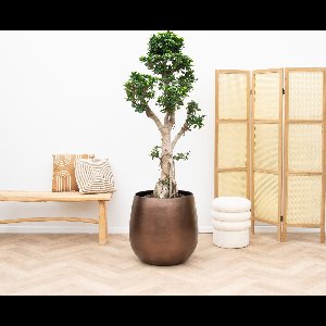 Ficus Microcarpa Ginseng - 200cm