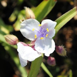 6x Eendagsbloem - Tradescantia (A) ‘Osprey’ - Pot 9x9cm