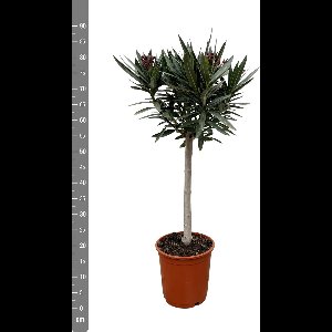 Olijfboom - Nerium Oleander op stam met witte bloem hoogte 90cm potmaat 20cm