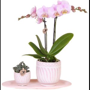 Kolibri Orchids | Gift set Granada roze | Groene plant met roze Phalaenopsis orchidee in Granada sierpotten op roze organisch dienblad
