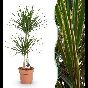 Green BoutiQ - Green is... Kamerplanten - Dracaena Marginata - Drakenbloedboom - Weinig onderhoud - Groen - 1 Plant - Pot 21cm - Hoogte 90-100cm