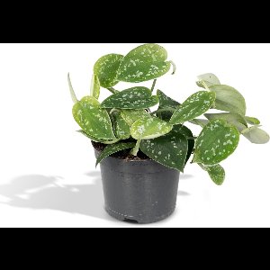 Scindapsus Pictus - Epipremnum - 15cm - Ø12