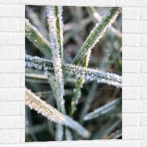 WallClassics - Muursticker - Bevroren Gras - 50x75 cm Foto op Muursticker