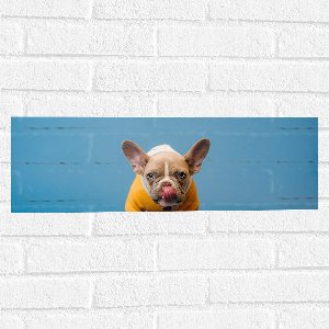 WallClassics - Muursticker - Etende Hond met Gele trui en Blauwe Achtergrond - 60x20 cm Foto op Muursticker