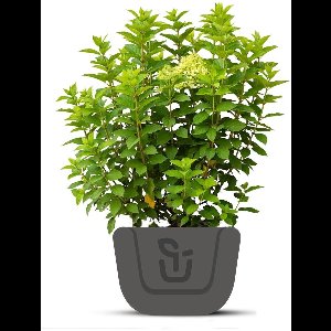 Hortensia | Hydrangea paniculata Limelight | Potmaat : 7.5 liter 60-100 cm