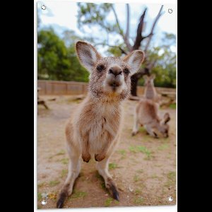 Tuinposter – Aankijkende Kangaroo  - 60x90cm Foto op Tuinposter  (wanddecoratie voor buiten en binnen)