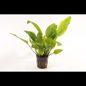 Moerings Echinodorus Gabrielli in 5 cm pot