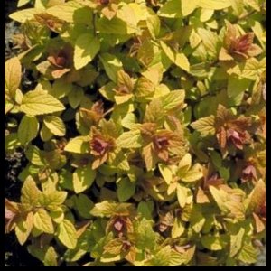 2 x Spiraea jap. 'Golden Princess' - Spierstruik , Japanse Spirea , Japanse Spierstruik 25- 30 cm in pot