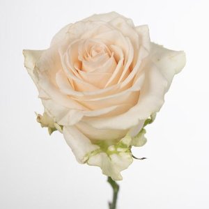 10x Rosa sweet caroline 70cm