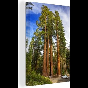 Canvas Schilderij Hoge sequoia's in Grant Grove - 40x60 cm - Wanddecoratie
