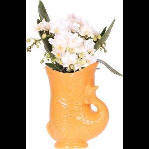 Kolibri Orchids | Witte orchidee 'Nazaré' + Fish pot oranje - potmaat Ø9cm | bloeiende kamerplant - vers van de kweker