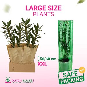 Orchidee plant - Purple Passion - Bambus Dendrobium Nobile - Kamerplant voor binnen - 2 stuks - Paars - Binnenplant