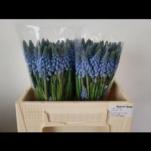 50x Muscari alida 20cm