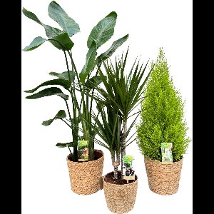 Strelitzia Nicolai Ø21 & Dracena Marginata Ø17 & Cupressus Ø21 with Natural Basket, 80-120cm hoogte, siermand, air purifying, kamerplanten, Inclusief mand, easy to care for, echte planten, geweldig cadeau-idee, great gift idea