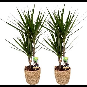 2 x Dracena Marginata with Natural Basket, pot maat Ø17, 60-70cm hoogte, kamerplanten, Inclusief mand,easy to care for, echte planten, geweldig cadeau-idee, great gift idea
