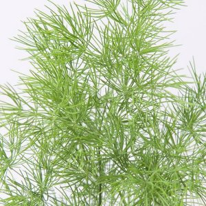 50x Sg asparagus umbellatus 70cm