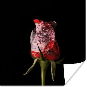 Poster Rozen - Bloemen - Verf - 50x50 cm