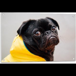 Tuinposter – Zwarte Onschuldige Pug met Gele Regenjas - 90x60cm Foto op Tuinposter  (wanddecoratie voor buiten en binnen)