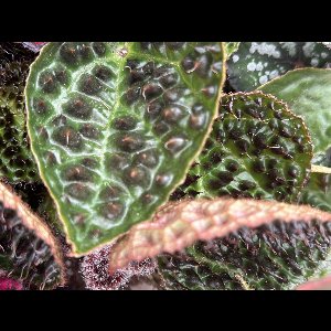 Begonia Rex Ferox - 25cm