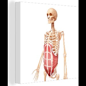 Canvas Schilderij Een illustratie van de rectus abdominis spier - 90x90 cm - Wanddecoratie