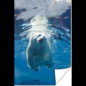 Poster IJsbeer - Vis - Water - 60x90 cm