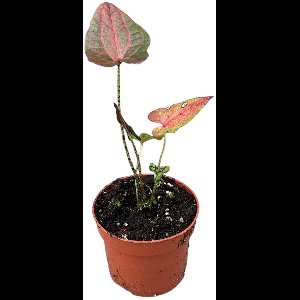 Cyrtosperma Johnstonii Dark Form Kamerplant Potmaat Ø10,5 cm |Vers Van De Kweker