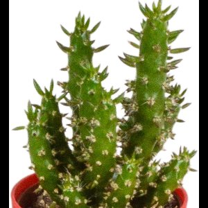 Cactus mix 5.5 cm in gekleurde plasticpot | 5 stuks