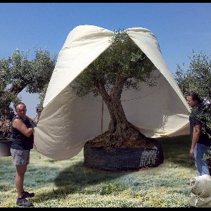 Videx vorstbescherming thermohoes 'XXXL' - Diameter 250x350cm - Afmetingen: Ø: 250 cm, H: 350 cm - Dichtheid: 70 g/m² - Kleur: beige