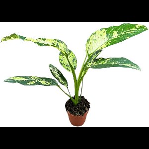 Dieffenbachia Yellow Star Kamerplant Potmaat Ø17 cm |Vers Van De Kweker